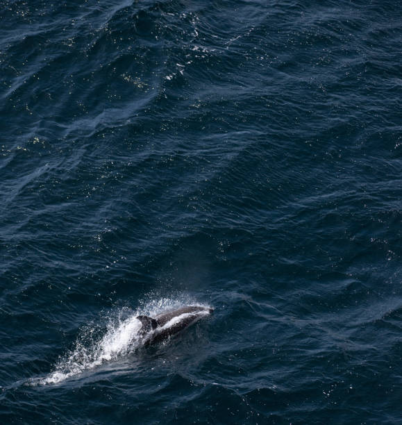 istock An hourglass dolphin jumping 1444748243