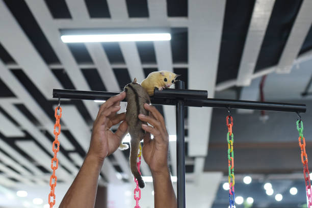 Sugar Glider Climbing up a colorful rope