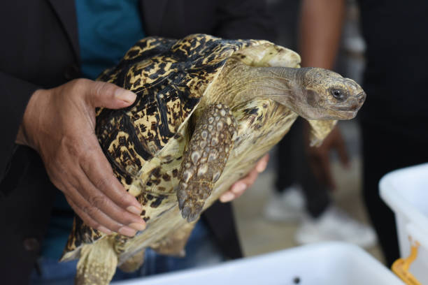 istock Close-up of Leopard tortoise 1444748617