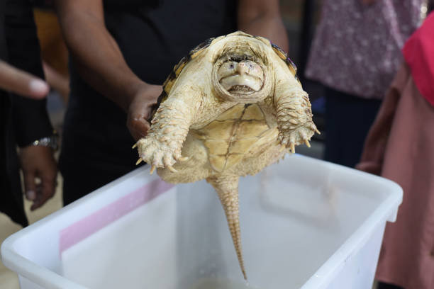 istock Close-Up Of Tortoise 1444748703
