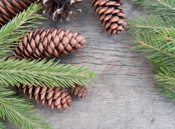 istock Beatiful art winter nature background with coniferous plants, pine cones, 1444748756