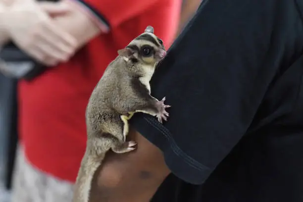 Close-Up Of Hand Holding Sugar Glider