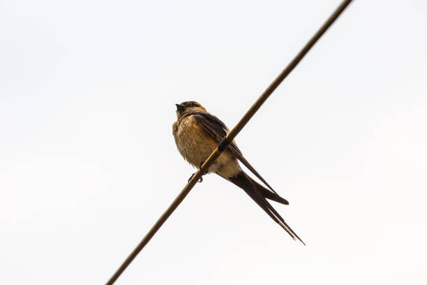 Red-rumped swallow on a metal wire Red-rumped swallow on a metal wire red rumped swallow stock pictures, royalty-free photos & images
