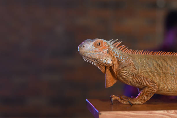 istock Close-up of iguana 1444748965