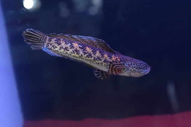 Cute pet fish Cute pet fish giant snakehead stock pictures, royalty-free photos & images