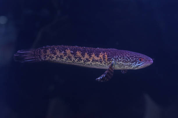 Cute pet fish Cute pet fish giant snakehead stock pictures, royalty-free photos & images