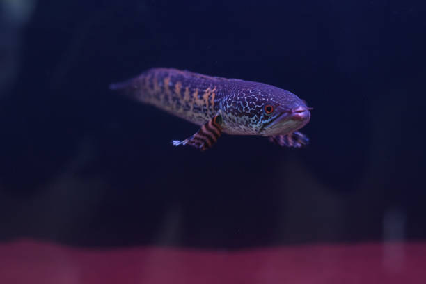 Cute pet fish approaches Camera Cute pet fish approaches Camera giant snakehead stock pictures, royalty-free photos & images