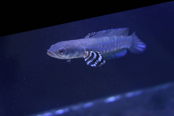 Channa Orna Fish In Aquarium Channa Orna Fish In Aquarium giant snakehead stock pictures, royalty-free photos & images