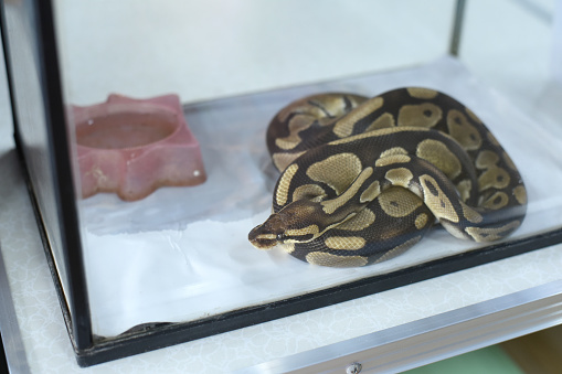 Close-up of Two headed Royal Python or Ball Python, Python Regius, 1 year old, in front of white background