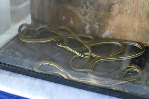 Snake in the zoo. Anaconda in captivity: transportation of a python in a box, a cage, poaching.