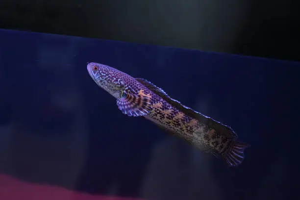 Channa Orna Fish In Aquarium