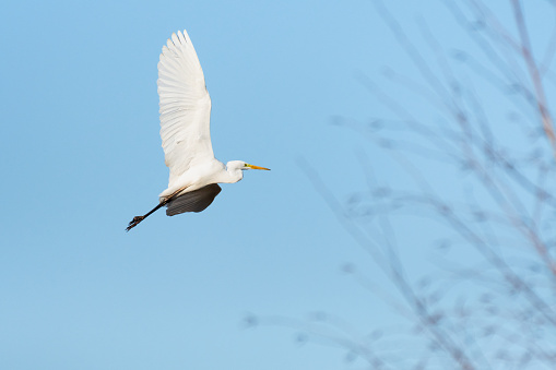 Great egret (Ardea alba) - a large water bird with white plumage and a long yellow sharp beak, the bird flies on a sunny day.