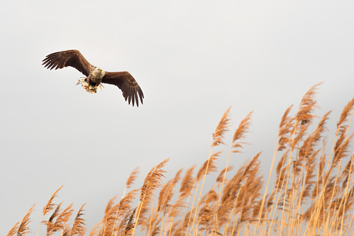 White-tailed eagle (Haliaeetus albicilla), a large bird of prey from the hawk family, flies over the reeds at the lake shore with a hunted fish in its claws.