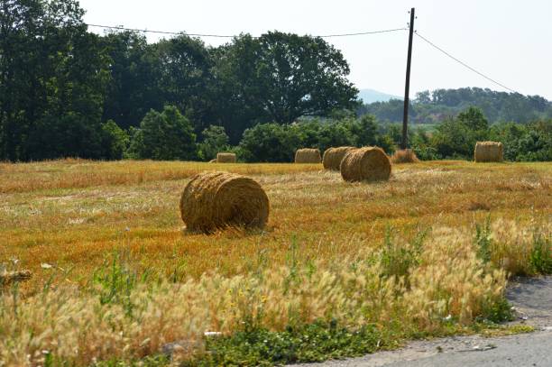 istock hay in bales on a mowed meadow 1444751924