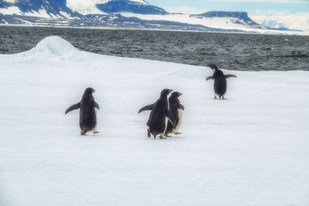 Adelie penguins on the Antarctic ice