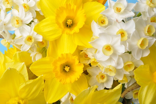 Multicolored narcissus background in studio