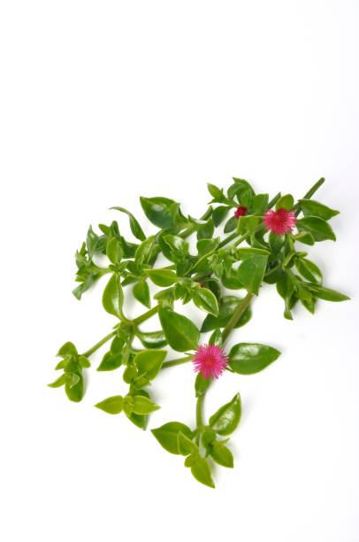 Green succulent leaves and small pink flowers of iceplant Green succulent leaves and small pink flowers of iceplant heartleaf iceplant aptenia cordifolia stock pictures, royalty-free photos & images