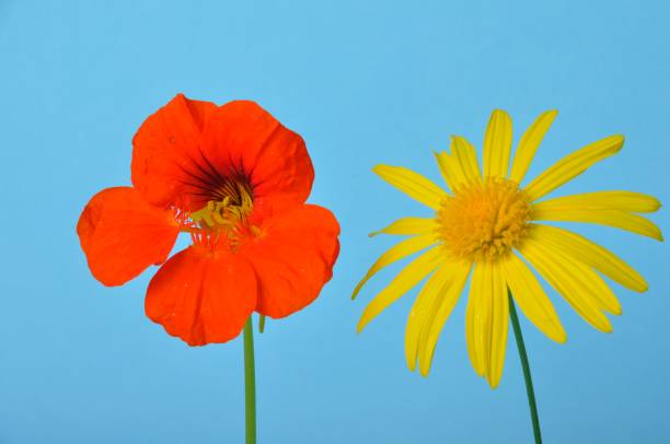istock savannah daisies and nasturtiums on a blue background 1444752543
