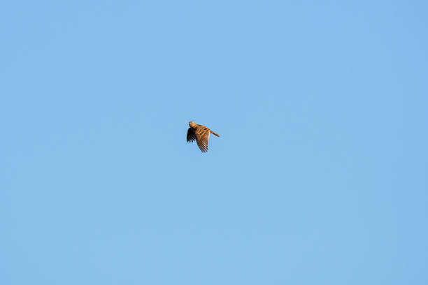 istock Corn bunting (Emberiza calandra) A small bird with brown plumage, the bird hovers in the air quickly flapping its wings, sunny day. 1444752575