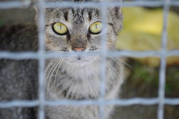 istock the cat behind the wire fence 1444752595