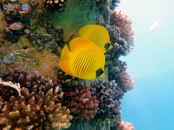 scena spokoju w podziemiach ze złotym motylem semilarvatus - (chaetodon semilarvatus) - rock beauty zdjęcia i obrazy z banku zdjęć