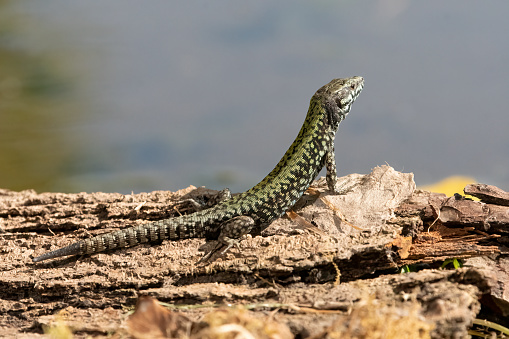 Male European green lizard, lacerta viridis.  Wild vertebrate in wilderness on a sunny.