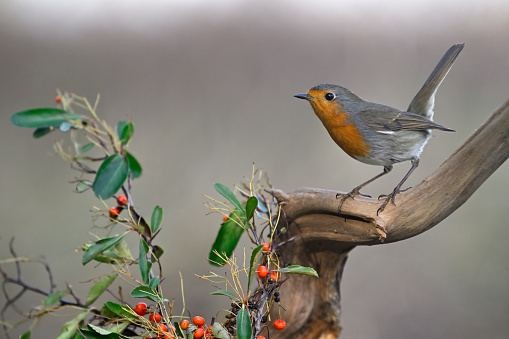 European robin with food in its beak, sitting on a perch in a hawthorn hedge, on its way to a nest. UK garden birds.