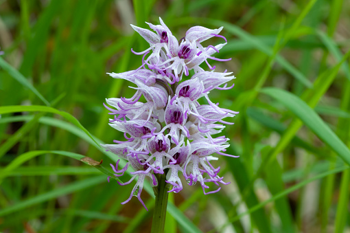 monkey orchid (Orchis simia)