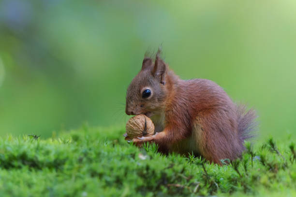 istock Eurasian red squirrel in the forest 1444757852