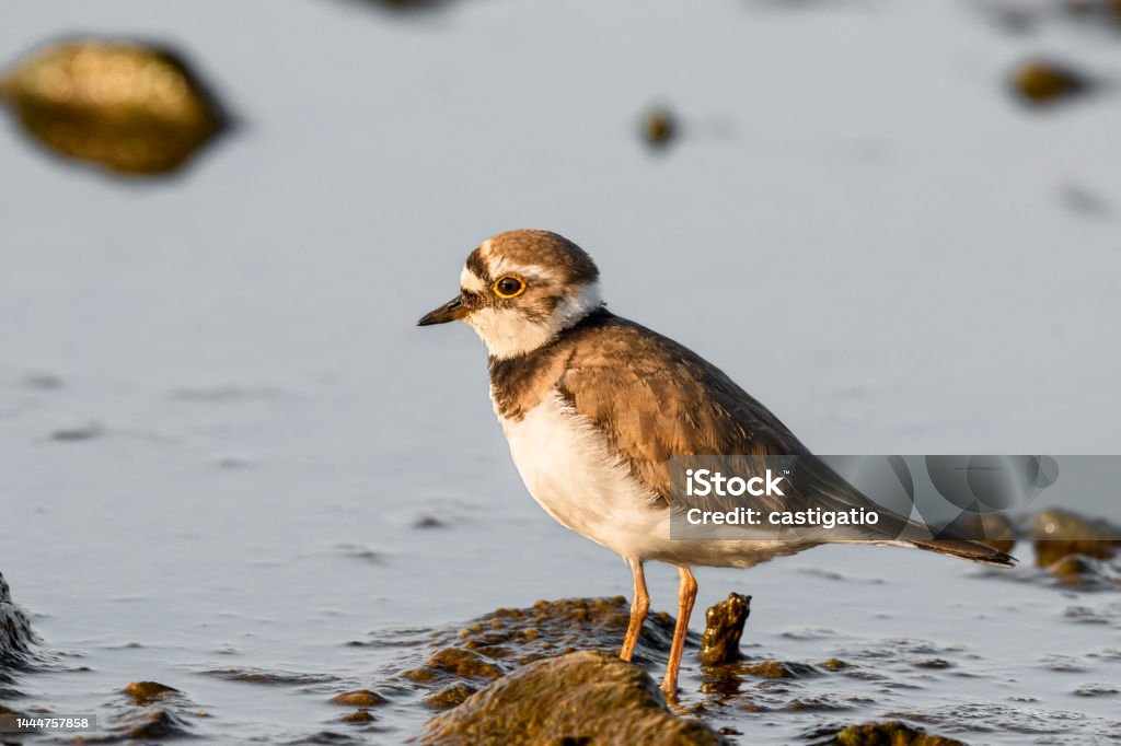 Little ringed plover - Charadrius dubius - a small bird with brown wings and a white belly, stands by the water on the rocky shore of a lake, a sunny summer day. Animal Stock Photo