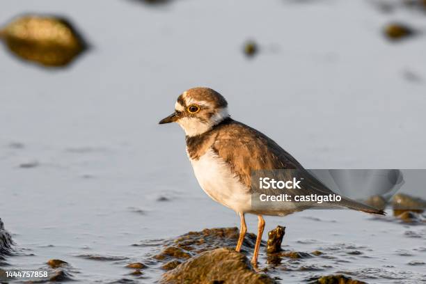Little Ringed Plover Charadrius Dubius A Small Bird With Brown Wings And A White Belly Stands By The Water On The Rocky Shore Of A Lake A Sunny Summer Day Stock Photo - Download Image Now