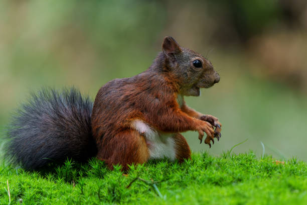 istock Eurasian red squirrel in the forest 1444758074