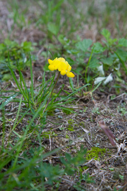 istock The Common bird's-foot trefoil 1444761830