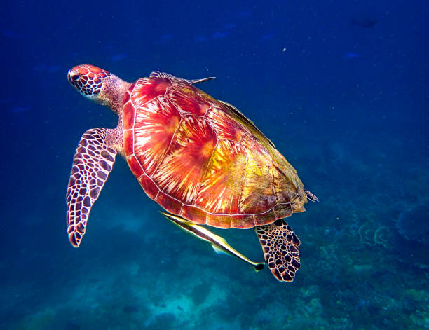 tortuga verde (chelonia mydas) - hawksbill turtle fotografías e imágenes de stock