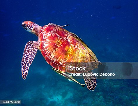 istock green turtle (Chelonia mydas) 1444763488