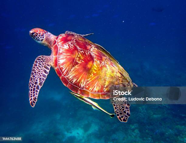 Green Turtle Stock Photo - Download Image Now - Sea, Biodiversity, Hawksbill Turtle