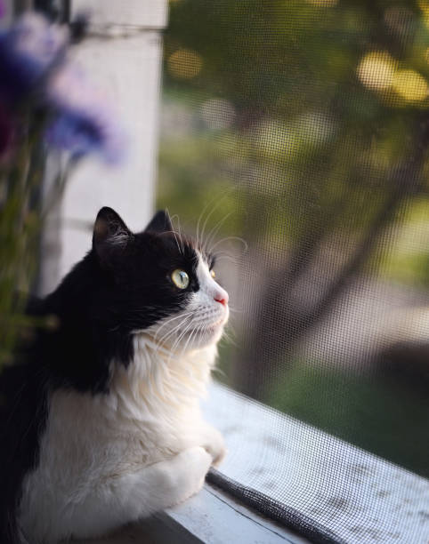 istock A black and white cat looks out the window through a mosquito net. 1444763650