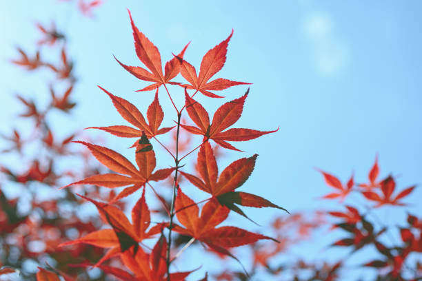 istock Summer or autumn natural background. 1444763741