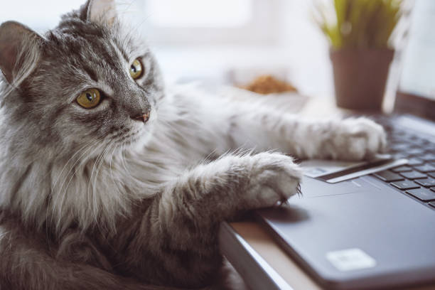 istock Gray cat works on a laptop, looks thoughtful. 1444764868