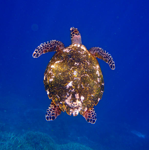 żółw szylkretowy morze (eretmochelys imbricata) - sea turtle square shape square endangered species zdjęcia i obrazy z banku zdjęć