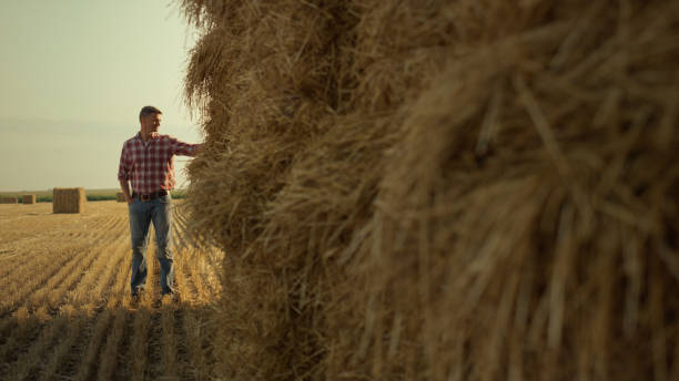 istock Farmer checking hay stack in stubble field. Thoughtful agronomist inspecting 1444765249