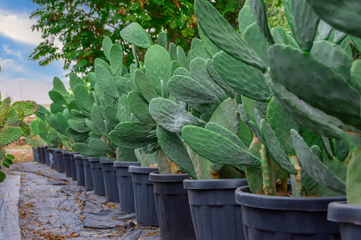Large bush shaped plants in large pots lined up grown for sale at a garden center