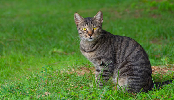 istock Striped beautiful cat sits on the grass, look at the camera. 1444765513