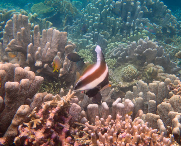 threeband pennantfish (Heniochus chrysostomus) Mansuar island, Raja Ampat, West Papoua, Indonesia pennant bannerfish photos stock pictures, royalty-free photos & images