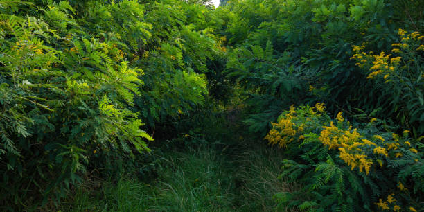 Dense thickets of greenery. Grass, young acacia trees and wild yellow flowers stock photo
