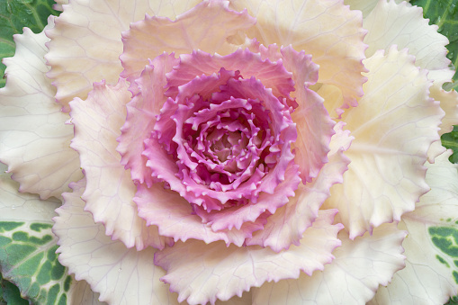 Flat view of ornamental cabbage with a large rosette of white leaves and pinkish center.
