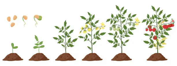 Vector illustration of Cartoon tomato plant, tomatoes bush growth stages. Tomatoes sprout and blossom plant growing phase flat vector illustration set. Organic vegetable growth