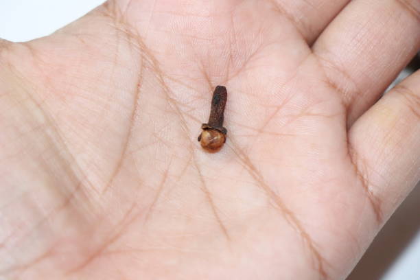 istock Spice cloves on hand with  white background 1444768846