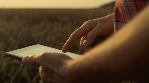 istock Closeup hands holding tablet in sunlight. Farmer examine wheat spikelets quality 1444768942
