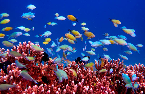 Underwater scene with exotic fishes and coral reef of the Red Sea, Clownfish, Bannerfish, Sergeant-major fish, Goldfish and other marine life near Hurghada, Egypt